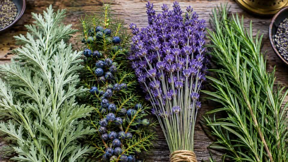 räuchern für anfänger beifuss wacholder lavendel rosmarin
